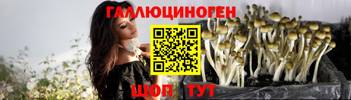 Галлюциногенные грибы Psilocybe  Псилоцибиновые грибы MAGIC MUSHROOMS  Усть-Джегута  Вход с VPN 